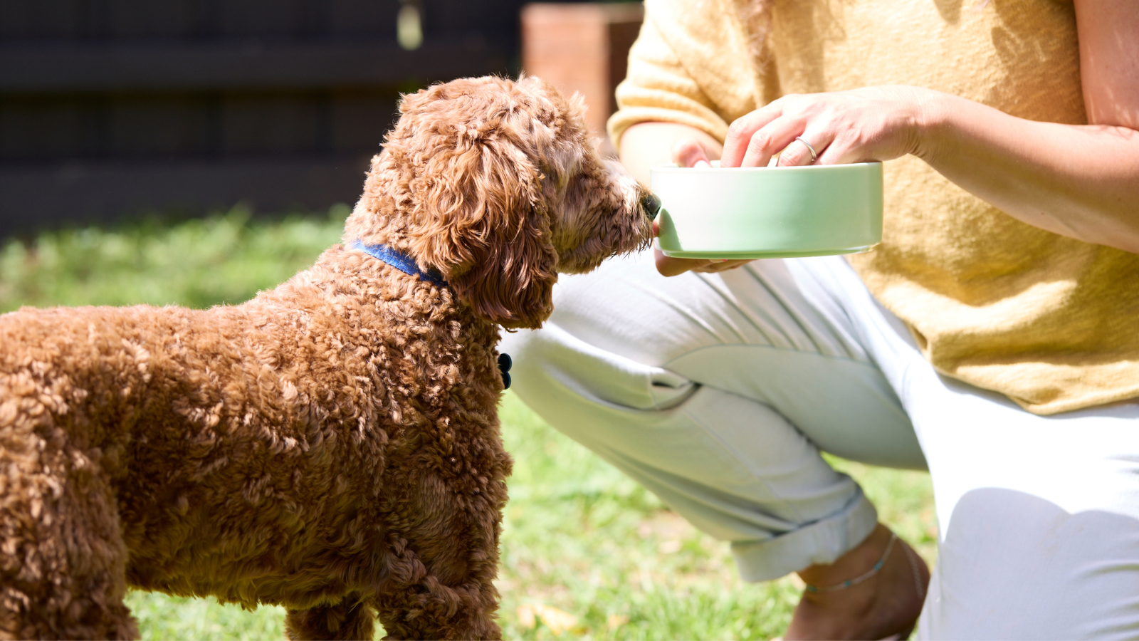 Premium Fresh Dog Food Delivery Australia-Wide - Bowlsome – Bowlsome Dog Meals