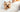 Yorkshire Terrier: The Complete Guide to This Tiny Dog with a Big Personality