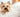 Yorkshire Terrier: The Complete Guide to This Tiny Dog with a Big Personality