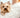 Yorkshire Terrier: The Complete Guide to This Tiny Dog with a Big Personality