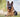 Alsatian Dog Guide: Origin, Care, and Diet Tips for Australian Owners
