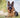 Alsatian Dog Guide: Origin, Care, and Diet Tips for Australian Owners