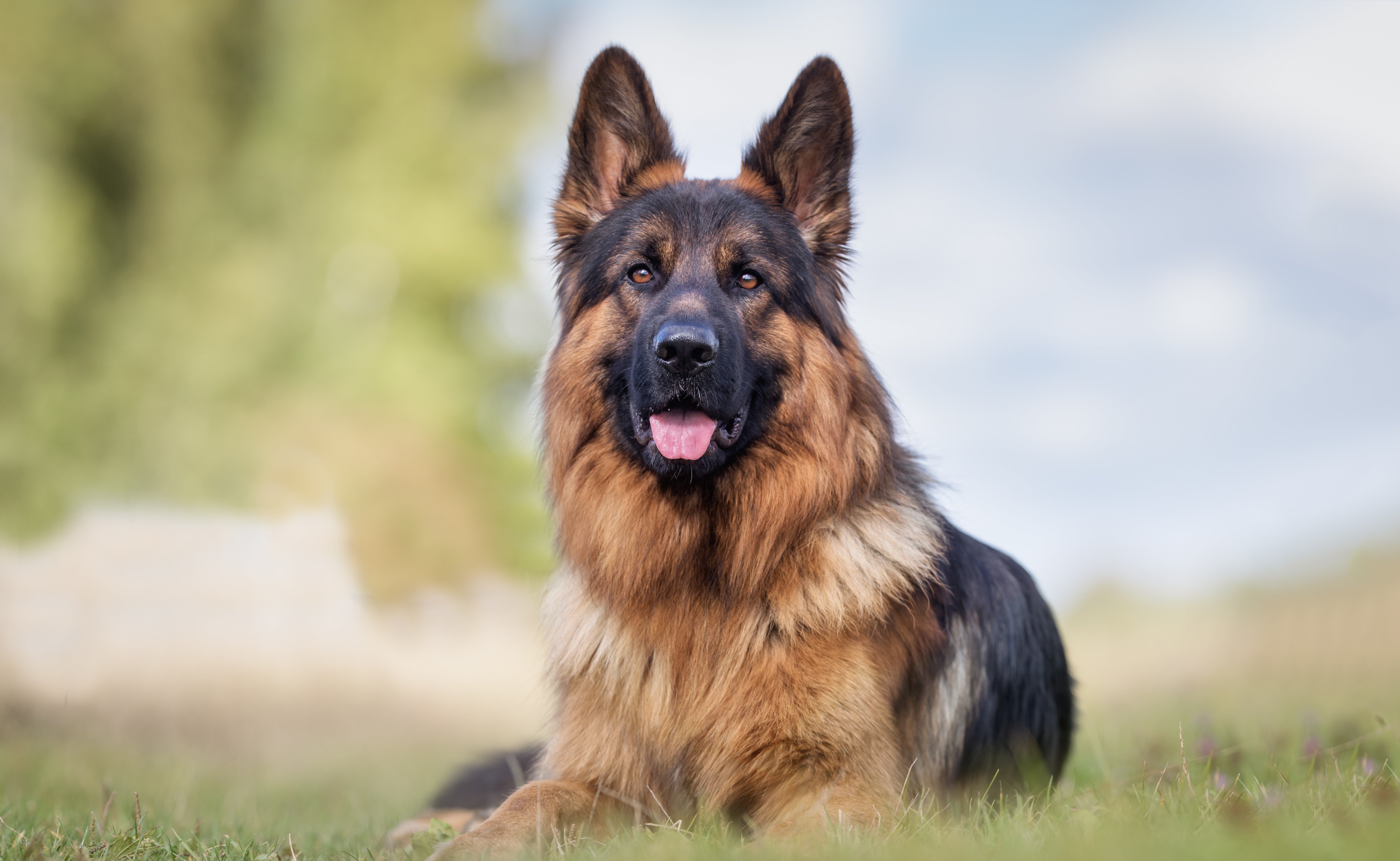 Alsatian Dog Guide Care Grooming Exercise Nutrition Tips Bowlsome alsatian-dog-guide-care-grooming-exercise-nutrition-tips-bowlsome