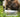 Pet Food Australia: What Australian Dog Owners Should Look For