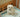 Dog Potty Training: A Step-by-Step Guide for Puppies and Dogs