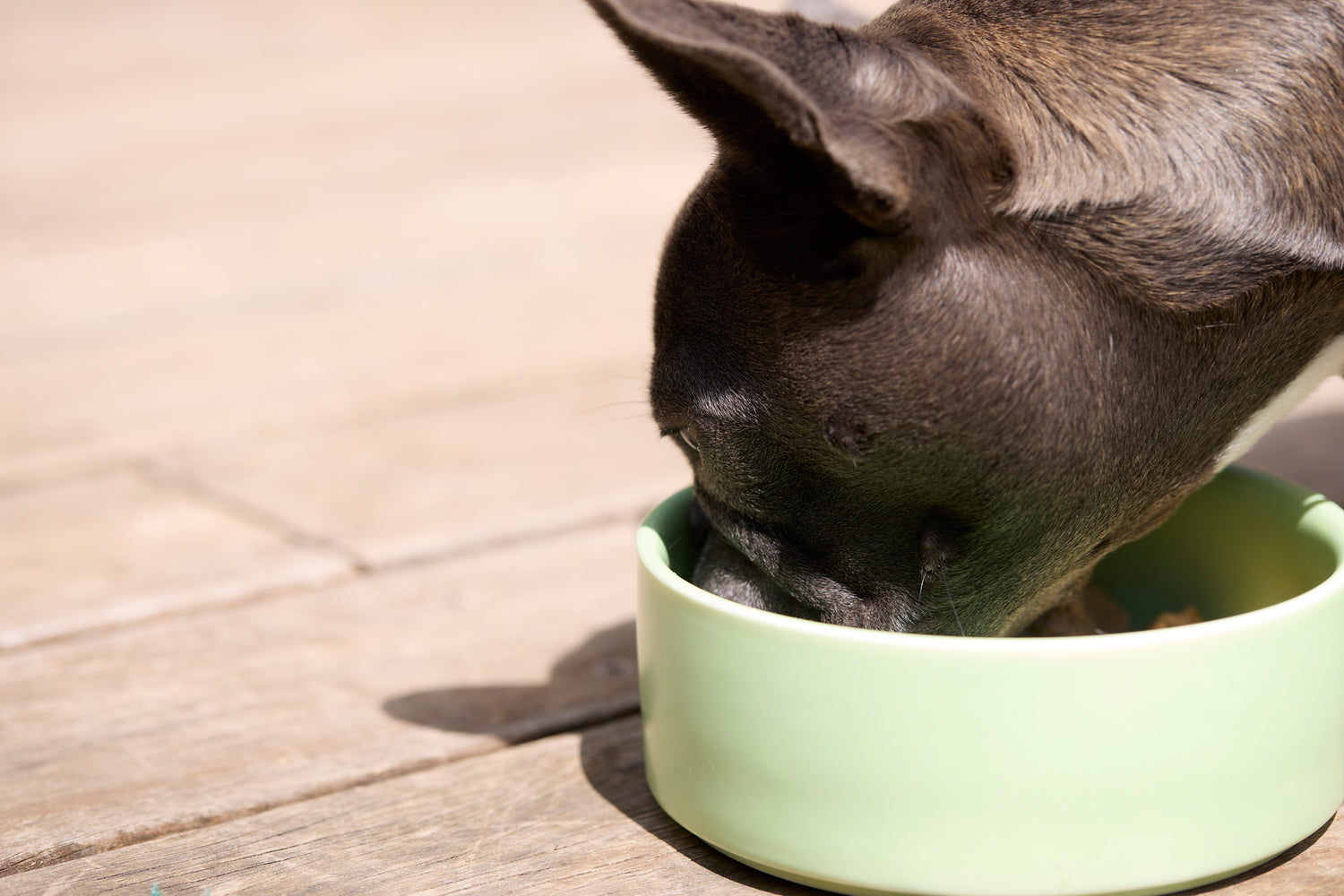 Close-up of dog eating Bowlsome dog food