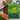 Chicken Bics Premium Dry Food